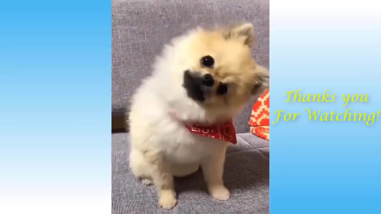 Funny Animals Compilation #01 - Essencial