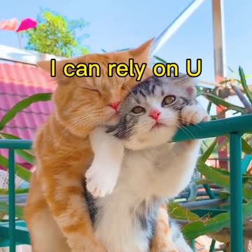 I can my cats for love story he is bast video