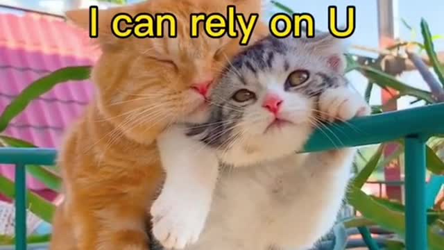 I can my cats for love story he is bast video