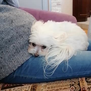 My pregnant lovely wife and the dog