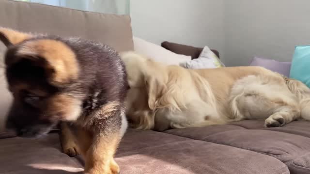 German Shepherd Puppy and Kitten Playing [TRY NOT TO LAUGH