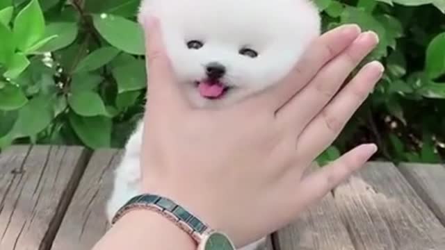 Little cute puppy