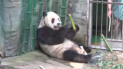 Panda saboreando bambu