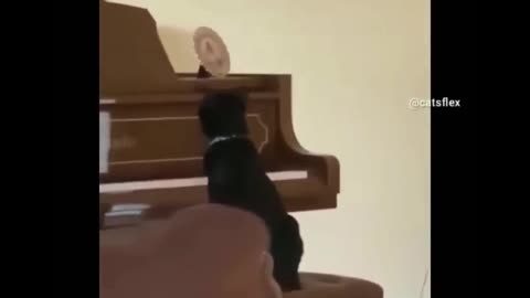 Cat plays the piano, gets Scared