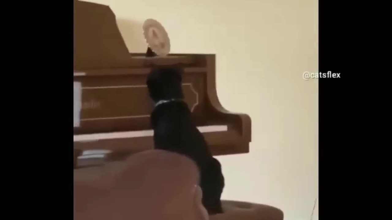 Cat plays the piano, gets Scared