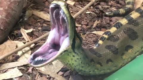 Yawning Snake