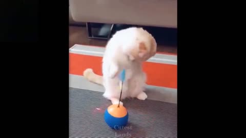 Cat glazed in his new toy!