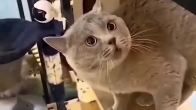 When your cat talks.