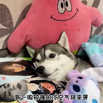 Funny Animals 3| Funny Animals Dog| Takamaga