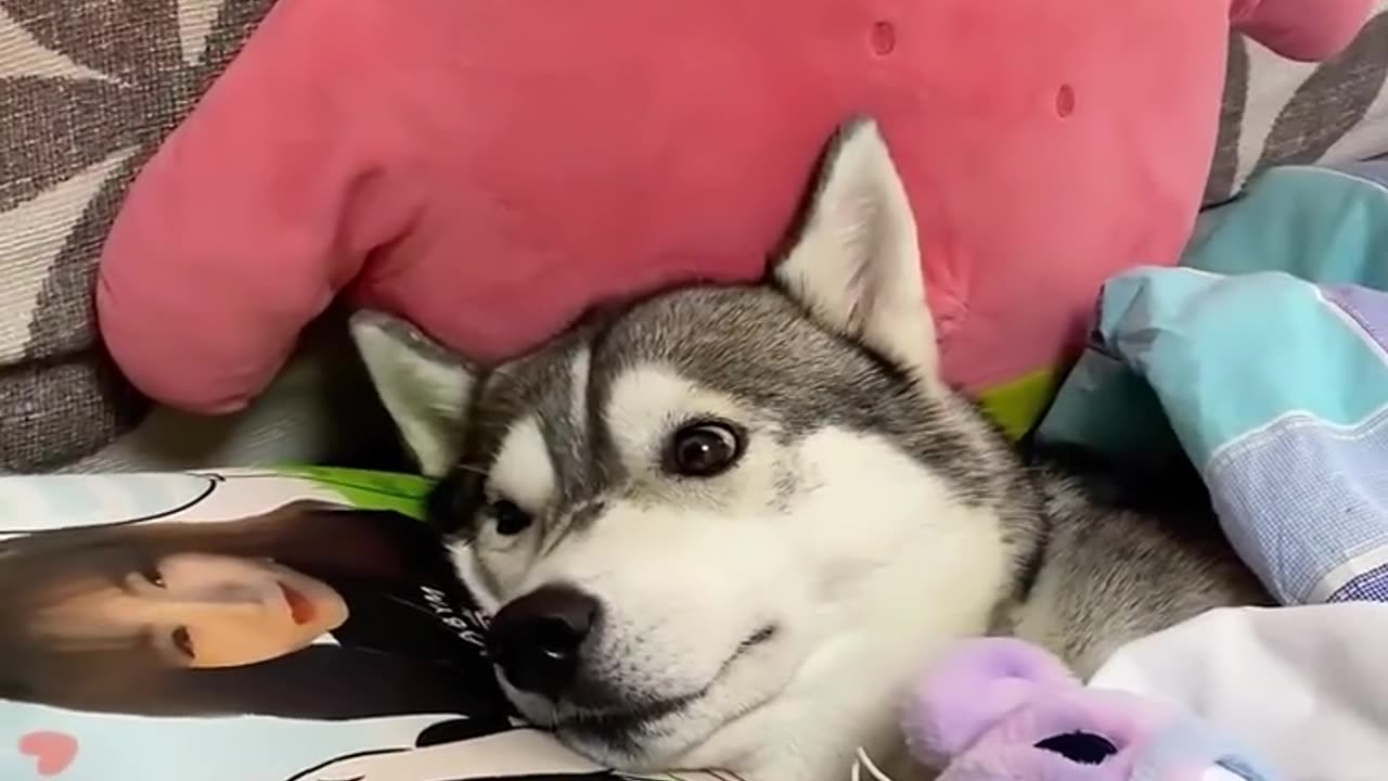 Funny Animals 3| Funny Animals Dog| Takamaga