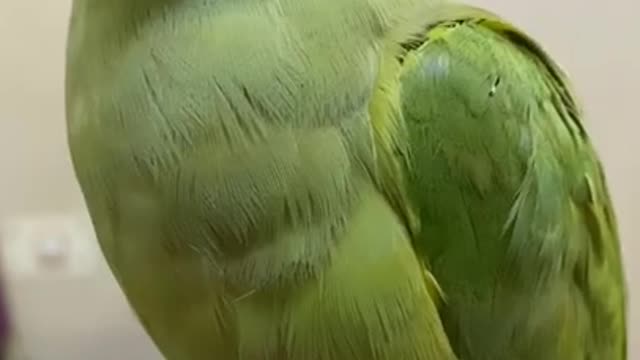 Parrot Talking - Smart And Funny Parrots Video #1 | Pets Town