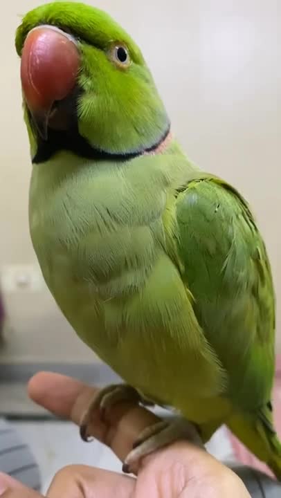 Parrot Talking - Smart And Funny Parrots Video #1 | Pets Town