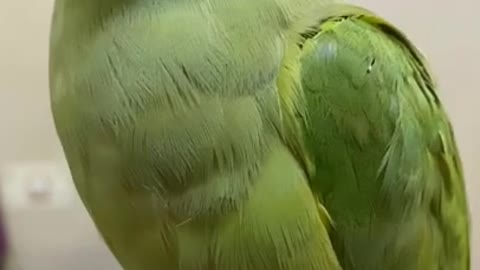 Parrot Talking - Smart And Funny Parrots Video #1 | Pets Town