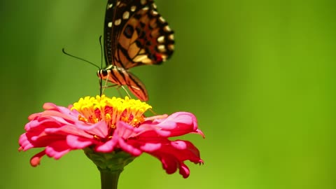 butterfly collecting nectar