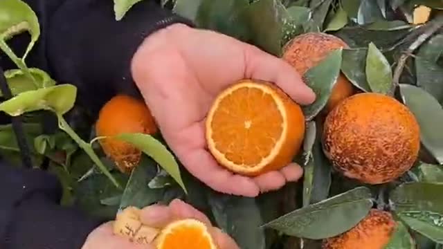 Farm Fresh Ninja Fruit Cutting Desi Satisfying Fruit Ninja Fruit Ideas | Amazing Fruits Video