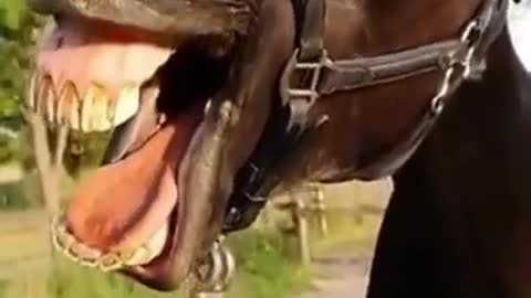 Laughing donkey