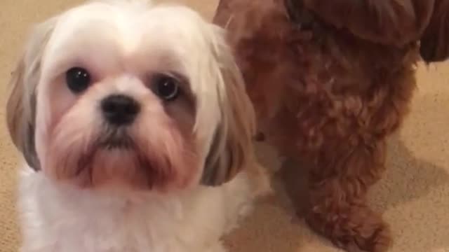 See Best Friend Little Puppies