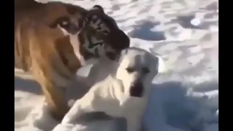 Tiger: i'm just kidding 🤣