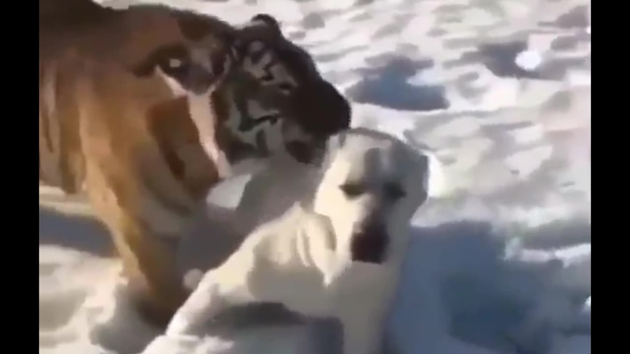 Tiger: i'm just kidding 🤣