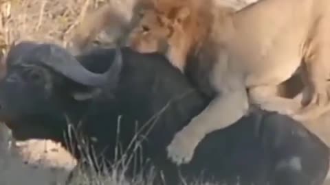 South Africa Forest Dangerous Lion Hunting Buffalo