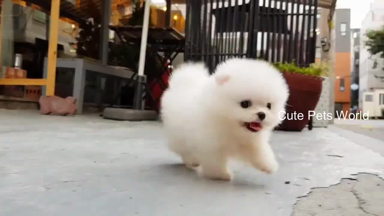 Cutest pomeranian puppy😍🥰