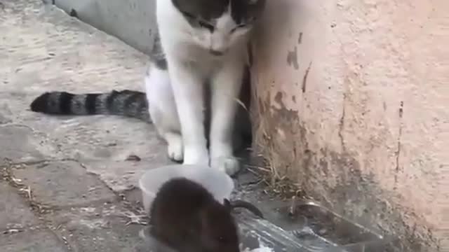 hello ,,You steal my food 🐀