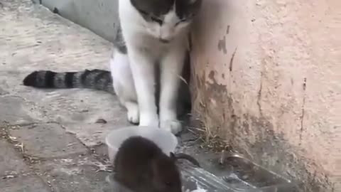 hello ,,You steal my food 🐀
