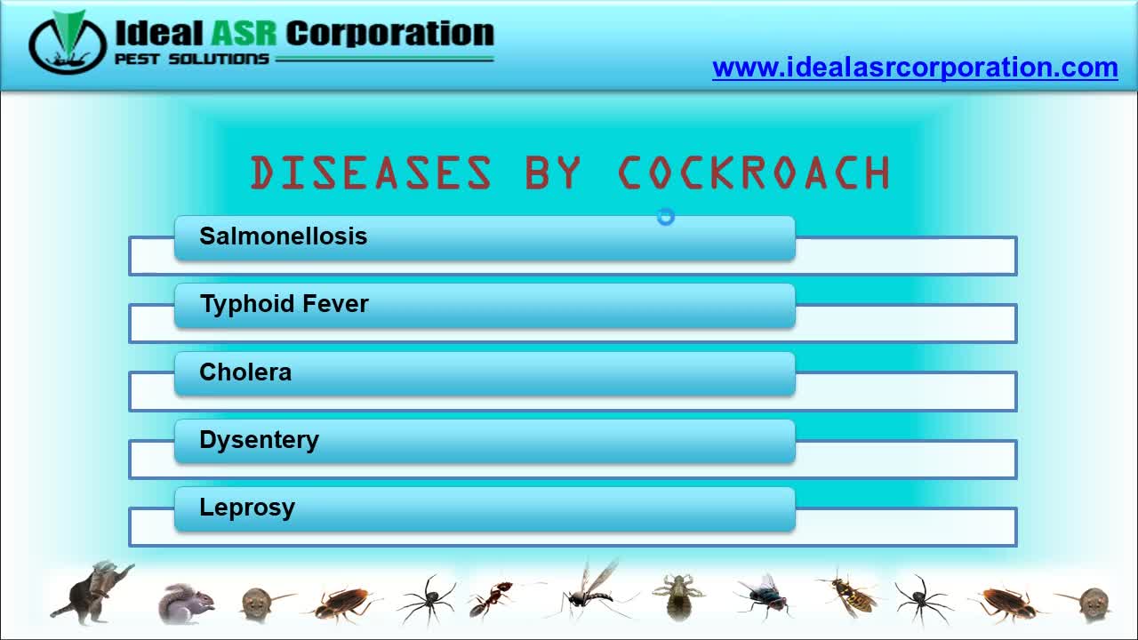 Best Cockroaches Control Service in Indore –Ideal ASR