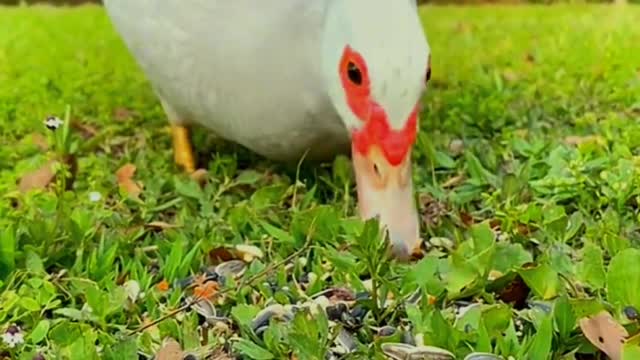 This cute duck wants to eat in secret without his friends finding out!