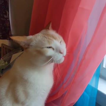 MY cat chews the air instead the curtains