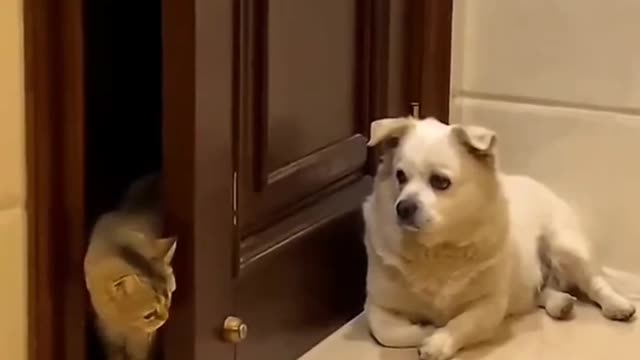 Dog and cat funny Clip