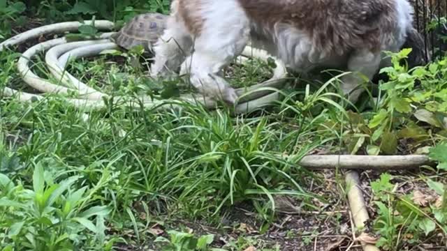 Funny Animals : Help! My turtle wants to eat my dog