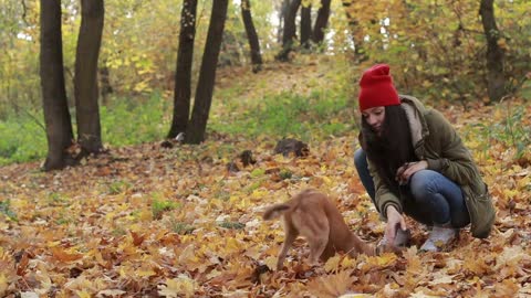 Little dog with owner playing in autumn park