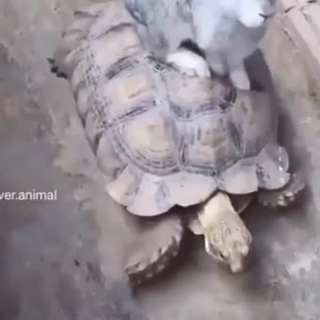 A Rare combination 👌