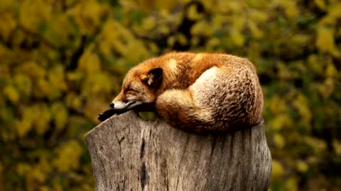 Relaxing Music & Rain Sounds 24/7 - Beautiful Piano Music, Peaceful Piano, Meditation, Sleep Music