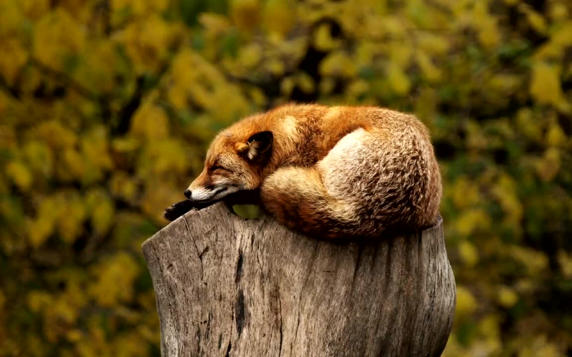 Relaxing Music & Rain Sounds 24/7 - Beautiful Piano Music, Peaceful Piano, Meditation, Sleep Music