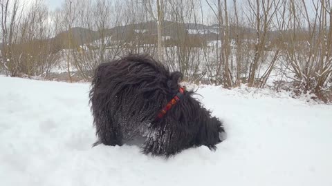 See what happens to dog Bobby after he digs into the snow