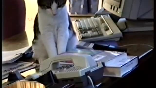 Cat answers office phone