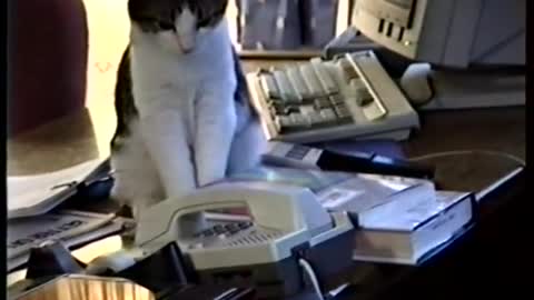 Cat answers office phone