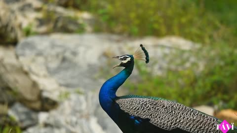 Peacock Behavioral voice modulations and its reasons | Peacock call , sound , noise part-1