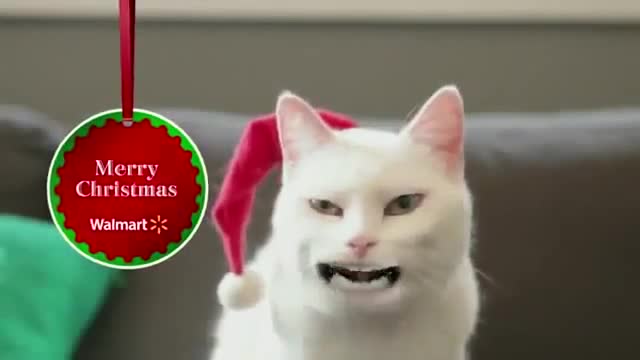 π₯π₯Cat funny video π₯π₯