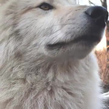 Sniff, Sniff. May I have a bite ?