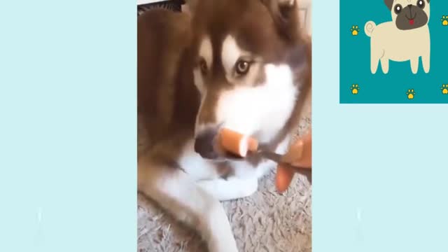 Cute Puppies 😍😍 | Cute and Funny Dogs Compilation | Cute Dogs