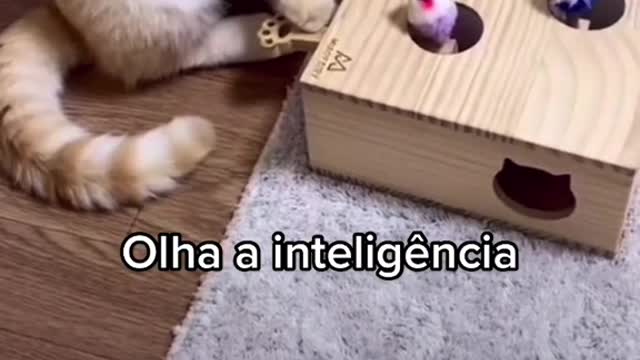 Look at the intelligence