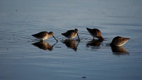 Birds Wintering at the Glendale Ponds