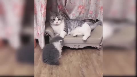 cute and funny kittens<