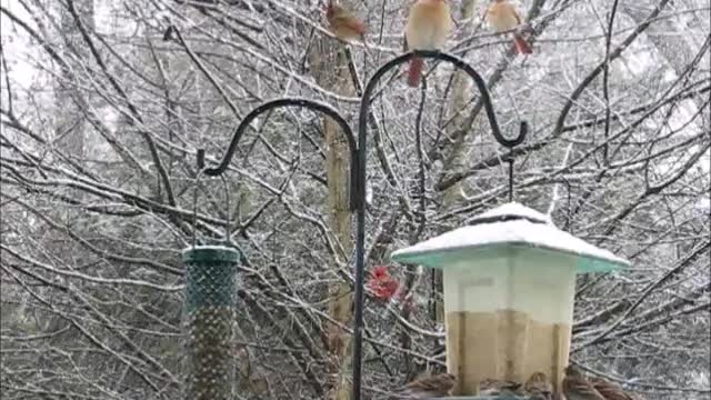 Snowstorm Birds 1