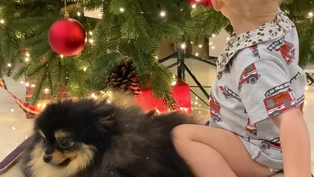 Look what the baby did to the dog..?