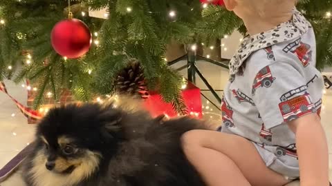 Look what the baby did to the dog..?