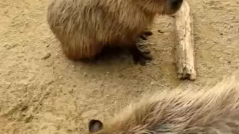 Capybara noises and sounds - Cute Capybaras for kids - 1 min 28 seconds